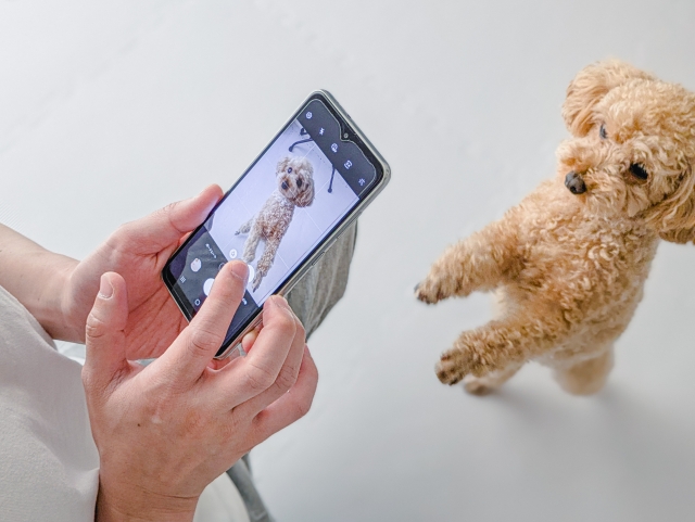 犬の写真を撮る人の写真