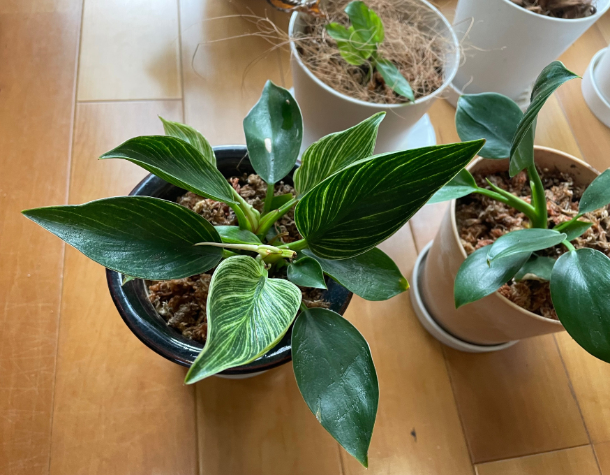 植え替えた植物のアップの写真