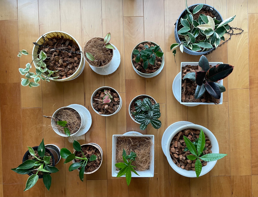植え替え後の植物の写真