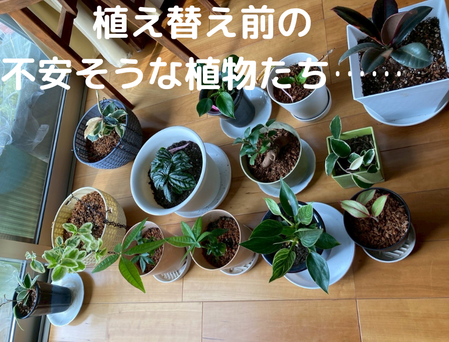 植え替えを待つ植物