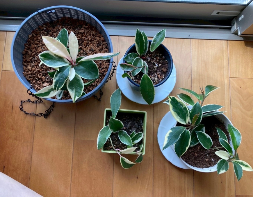 ホヤ(カルノーサ)という植物の写真